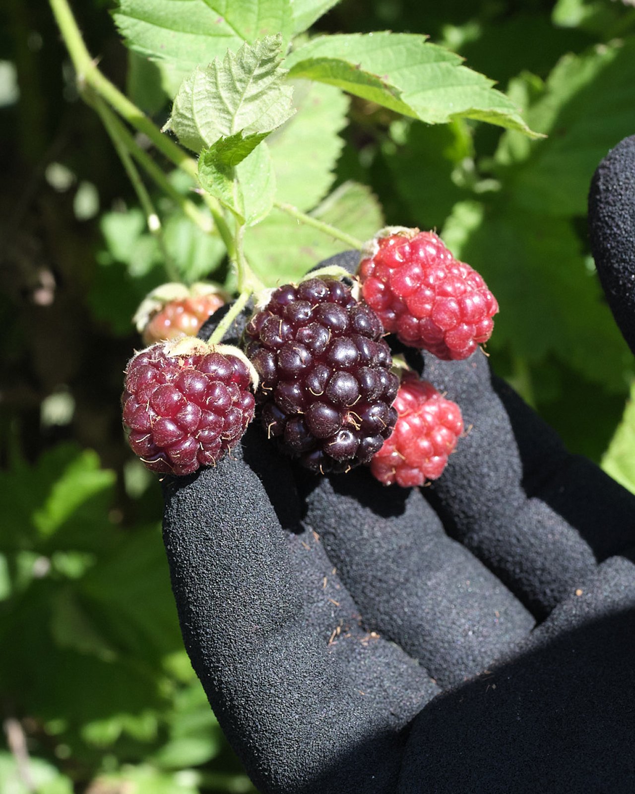 Boysenberry on the vine held by farmers hand