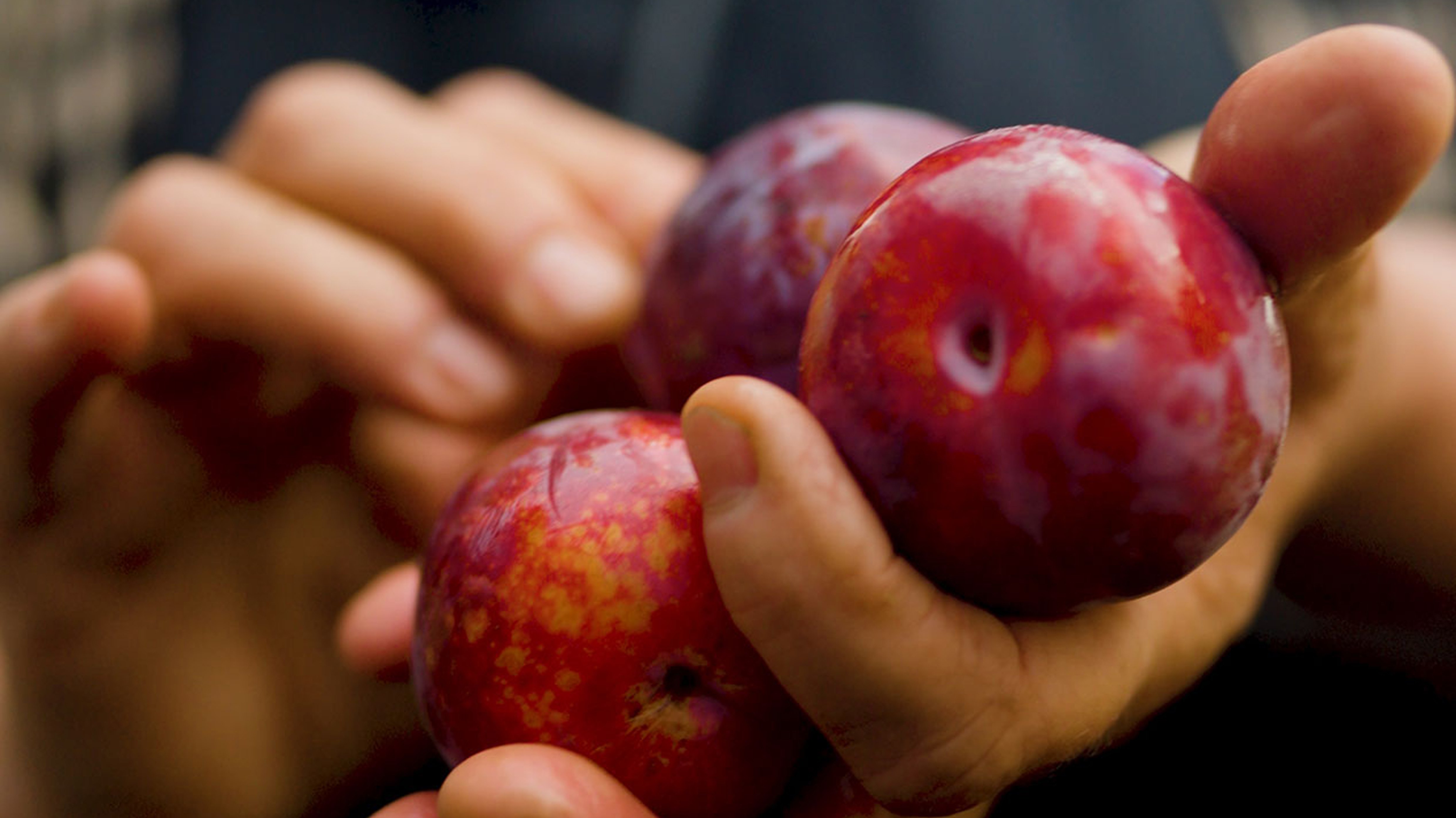 Flavor King pluots held in hand.