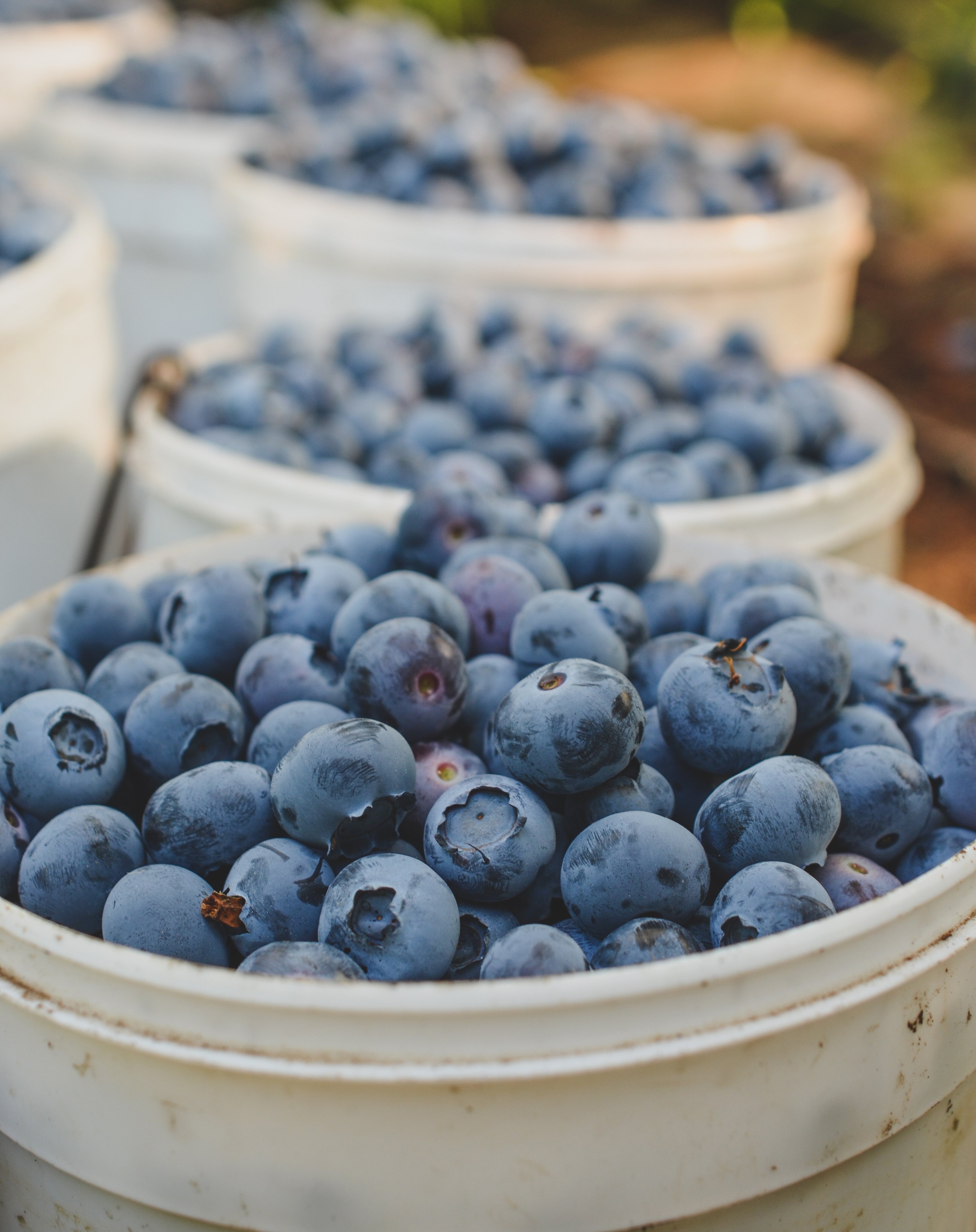 Fresh picked blueberries from farm harvest.