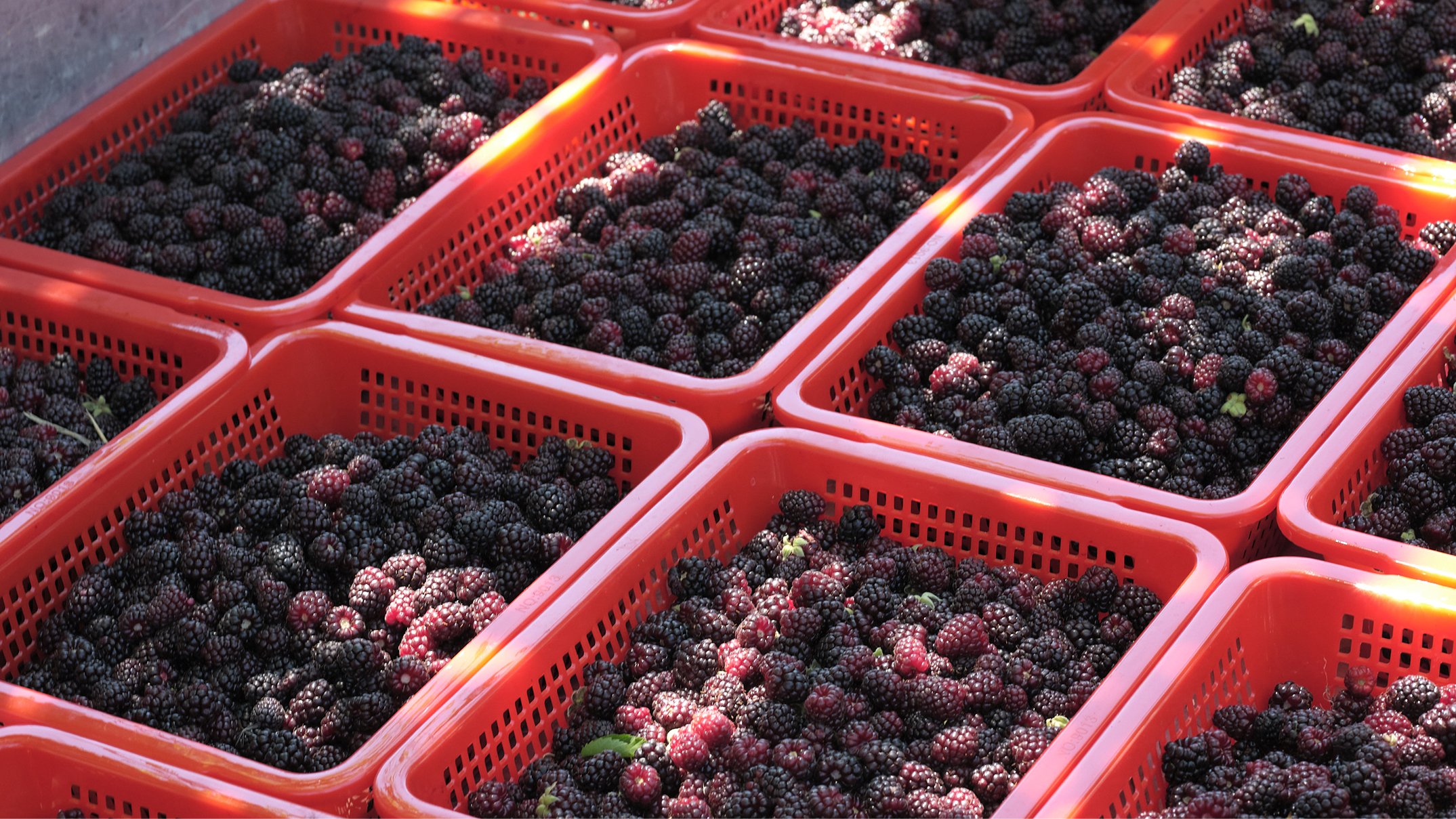 Crates of fresh picked Boysenberry