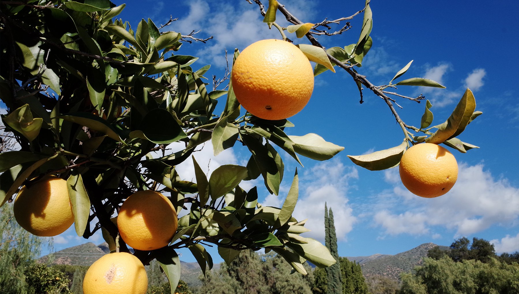 Citrus growing in Ojai, California