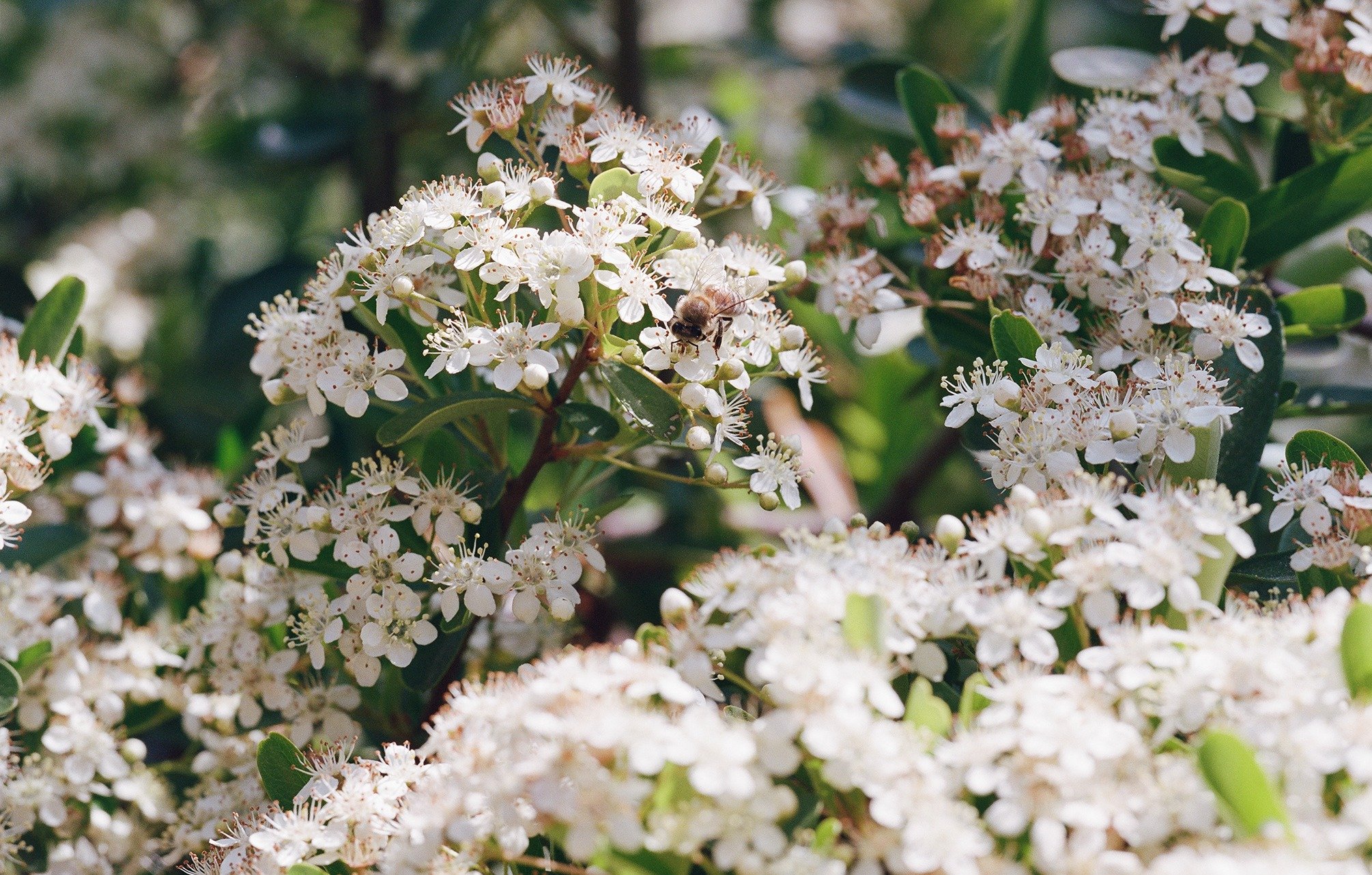 Bee pollenates white flowers on Rose Farm, a regenerative cannabis farm in California.