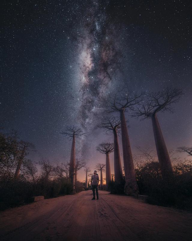Baobab-etoilé