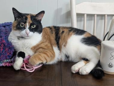 Piper