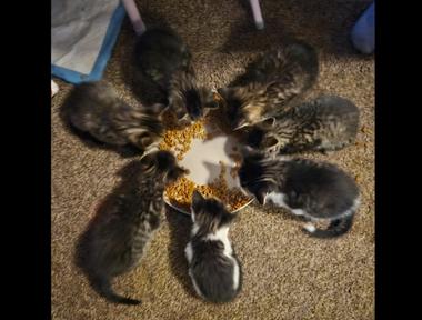 Kittens