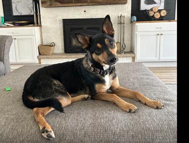 Community Pet Rehoming — Dodge County Humane Society