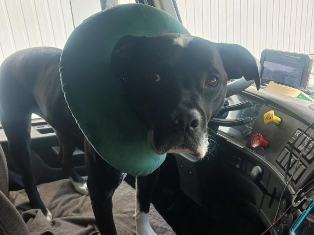 Trucker