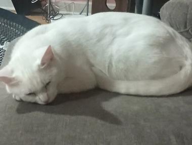 Opie