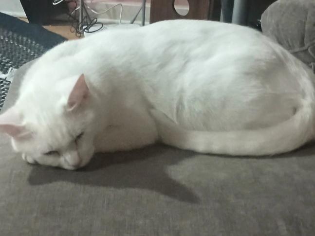 Opie