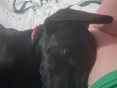Bulludo