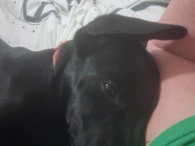 Bulludo
