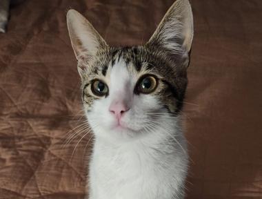 Bebe