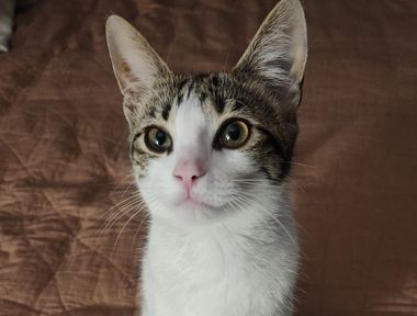 Bebe