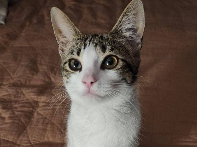 Bebe