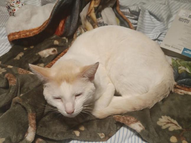 Yuki