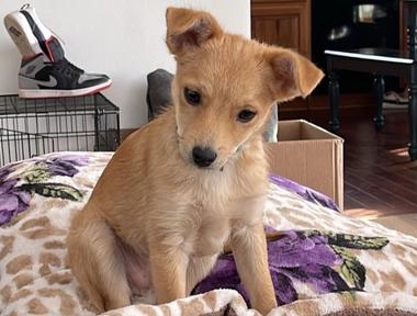 Community Pet Rehoming — Dodge County Humane Society