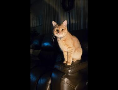 Whisky