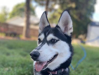 Jazmyn