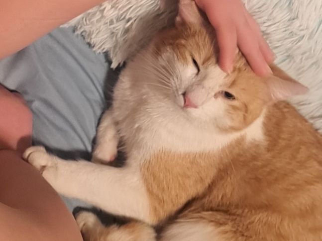 Biscuit 