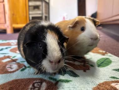 Luca and Gideon