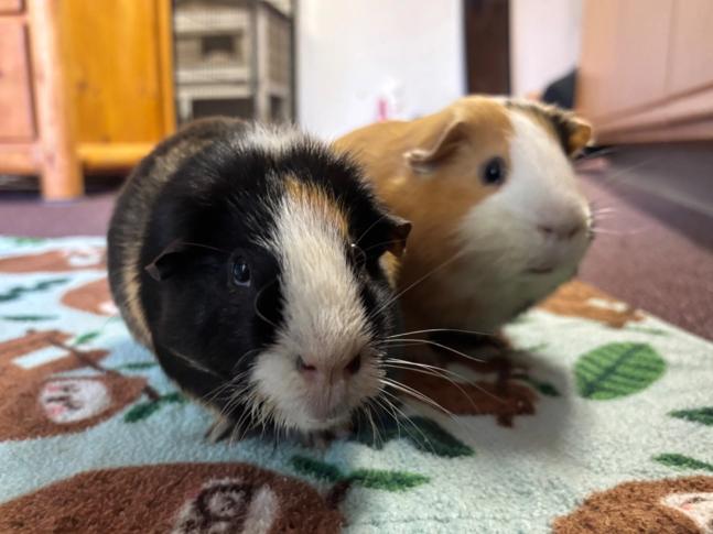 Luca and Gideon