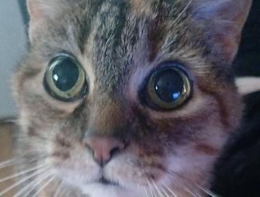 Nellie 