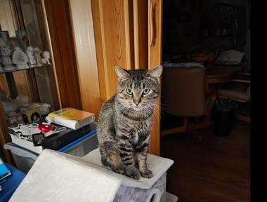 Bart