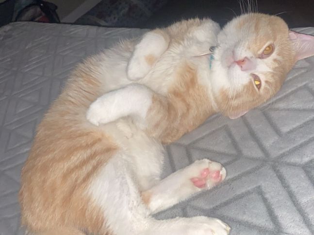 Mango