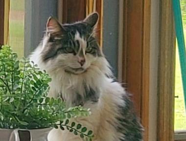 Gidget