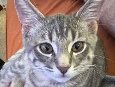 Jinx
