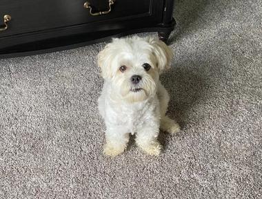 Community Pet Rehoming — Dodge County Humane Society