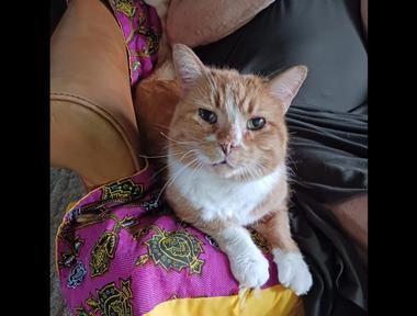 Buddy