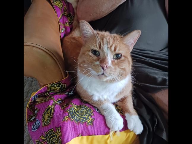 Buddy