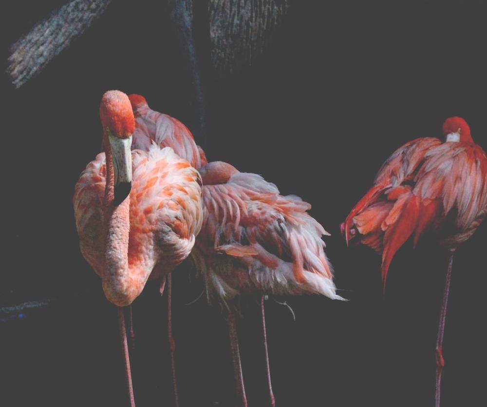 Flamingo 
