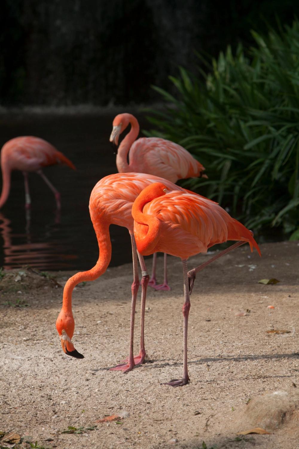 Nangi flamingo