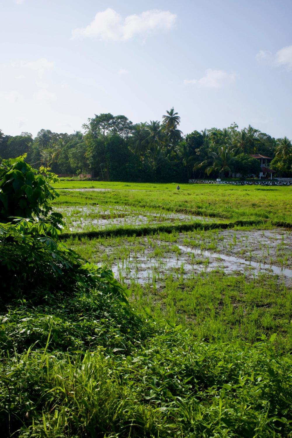 Sri Lanka Nature