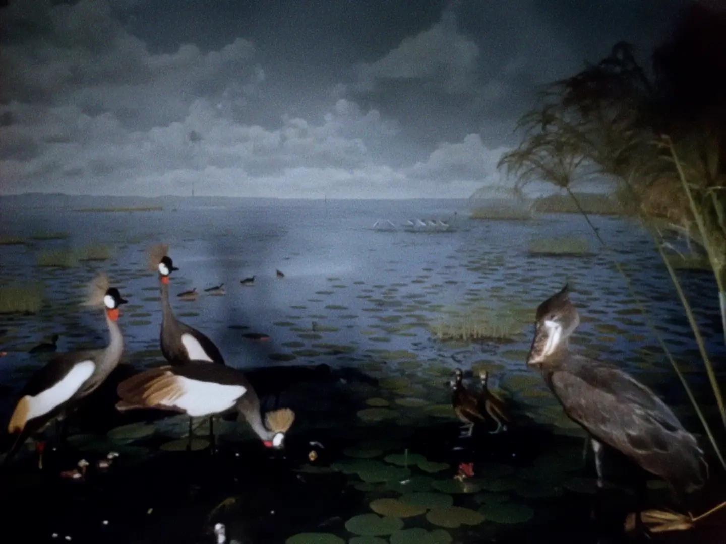 Marsh birds of the Upper Nile