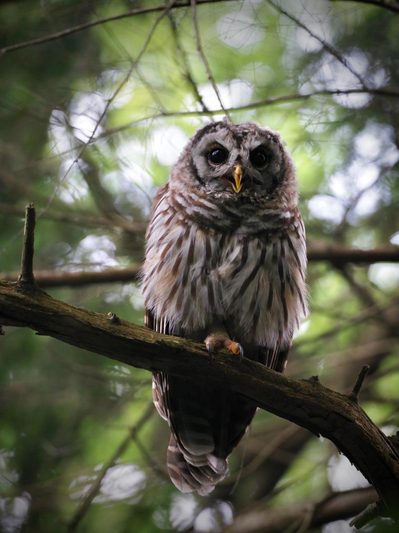 Miss Hall's School in the Berkshires Wildlife