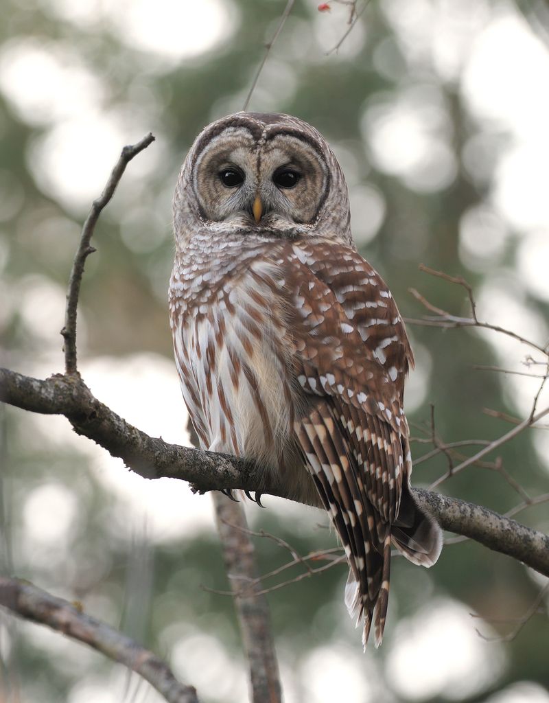 Miss Hall's School in the Berkshires Wildlife