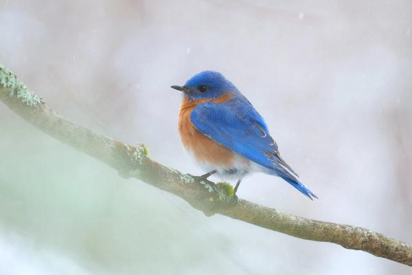 Miss Hall's School in the Berkshires Eastern Bluebird