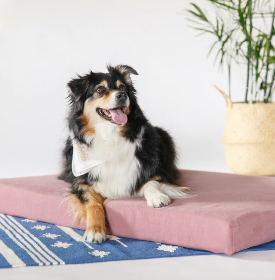9 Best Eco-Friendly Pet Products for the Sustainable Owner