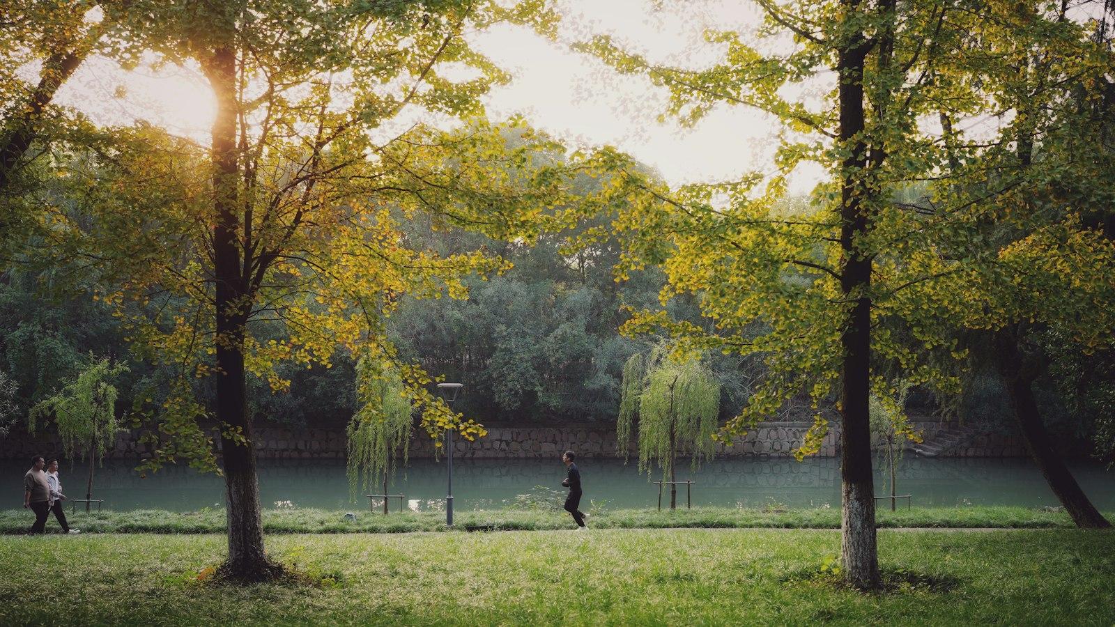 Parque arborizado ao amanhecer