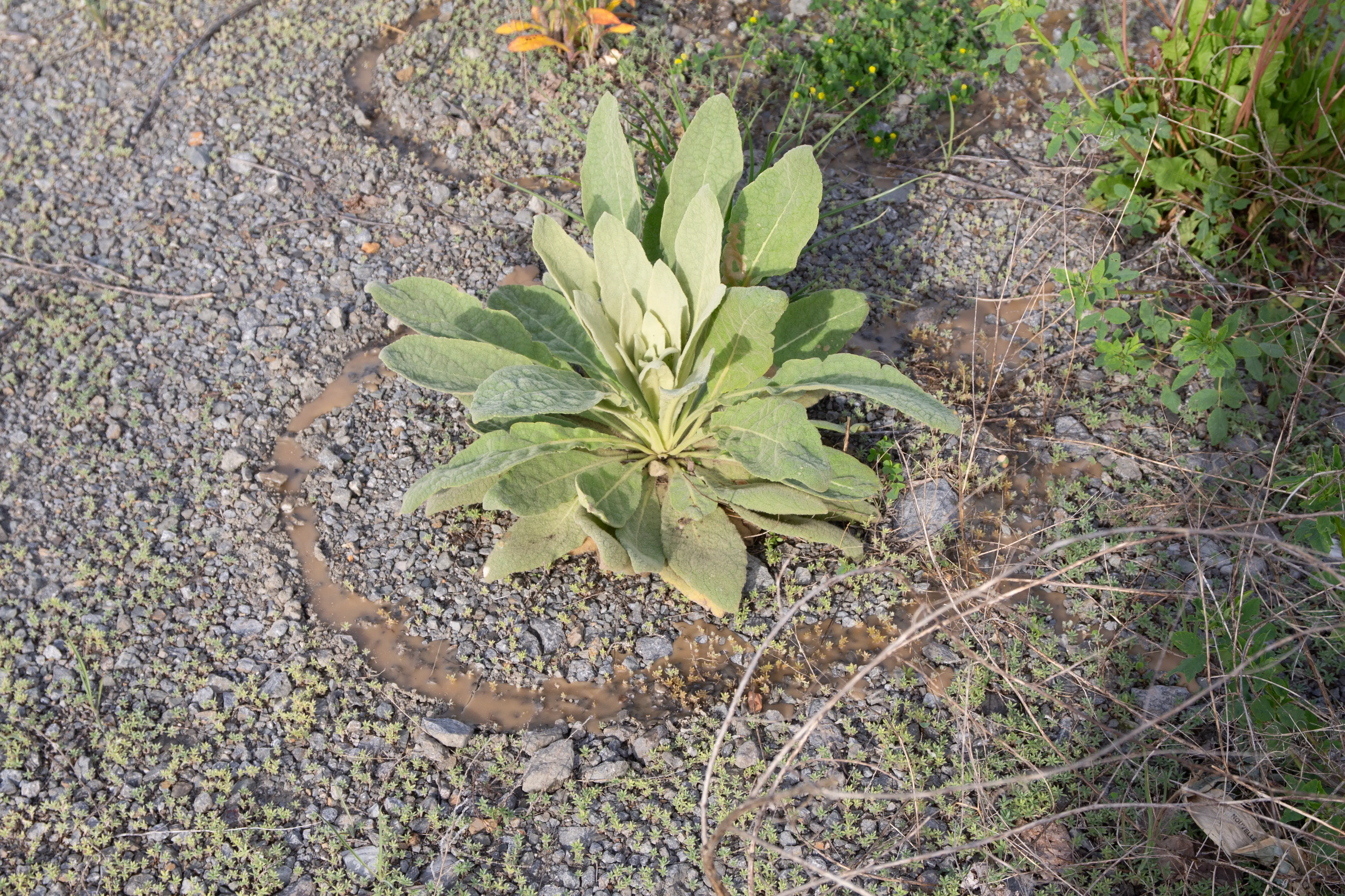 Image de nouvelle île