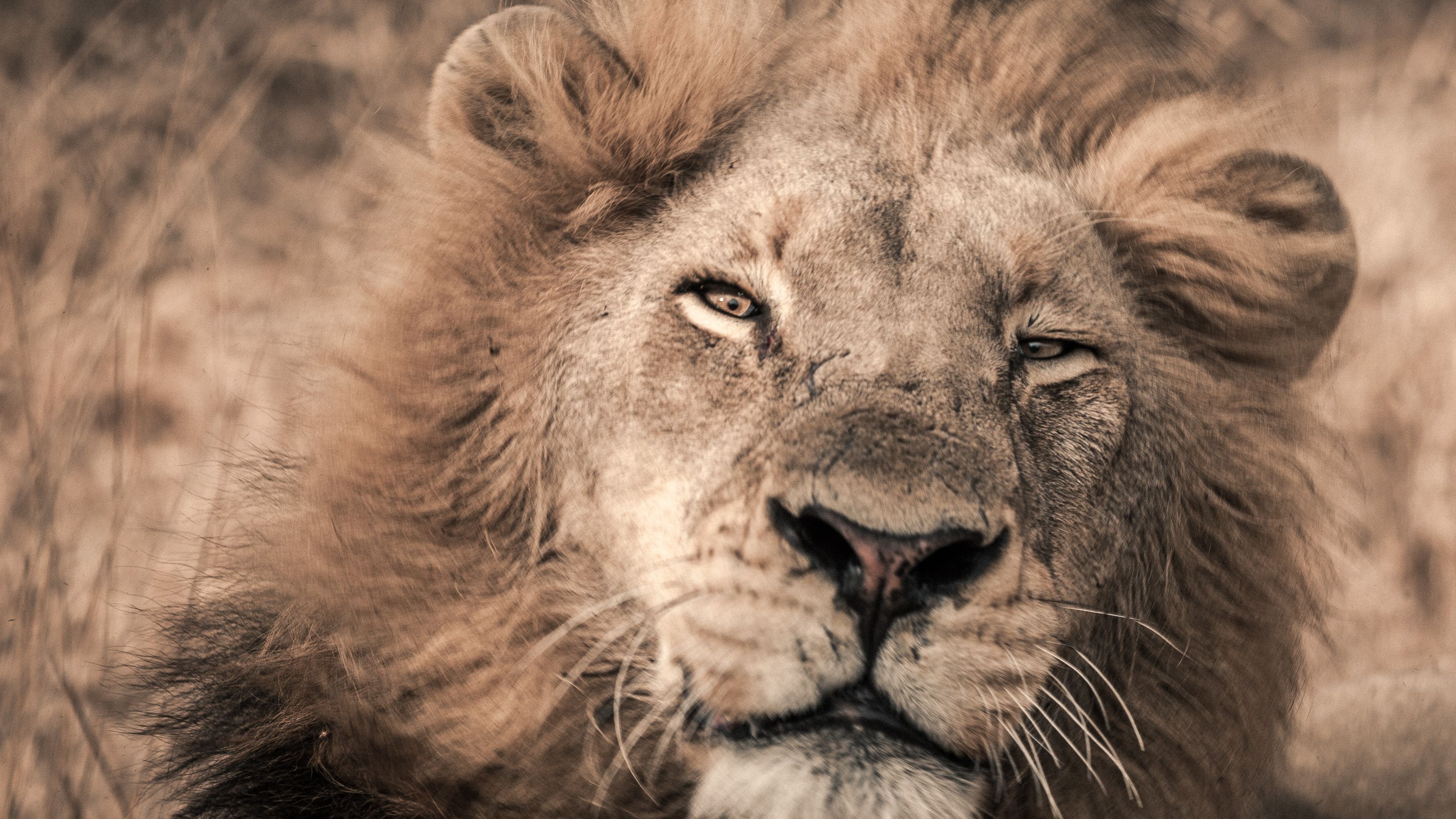 Gaze of the Sovereign