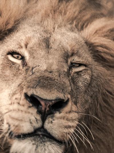 Gaze of the Sovereign