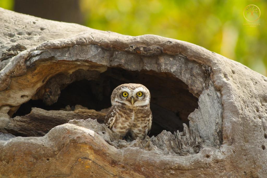 A spotted owlet perched inside the hollow of an old tree trunk