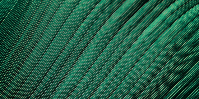 Close-up of a green tropical leaf with radiating veins, evoking sustainability themes