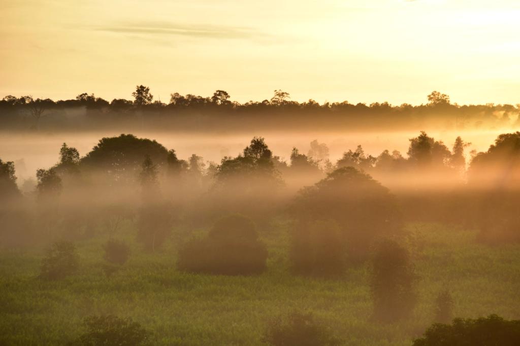 Mist rising over a peatland forest at sunrise seen from a watch tower
