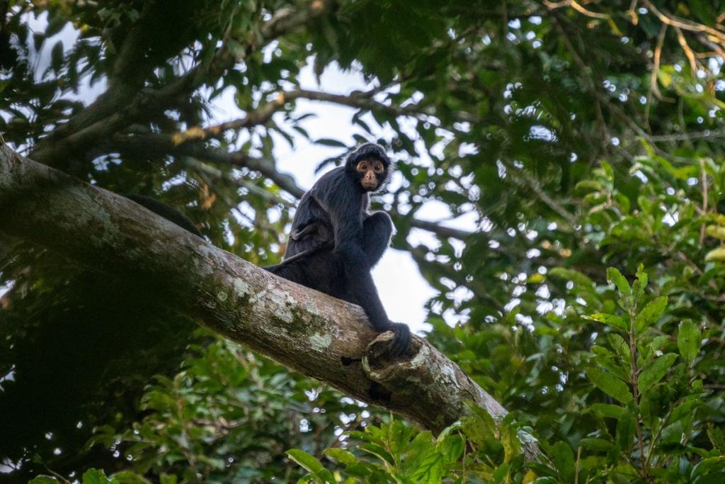 A black spider monkey resting on a tree branch in the Amazon rainforest canopy