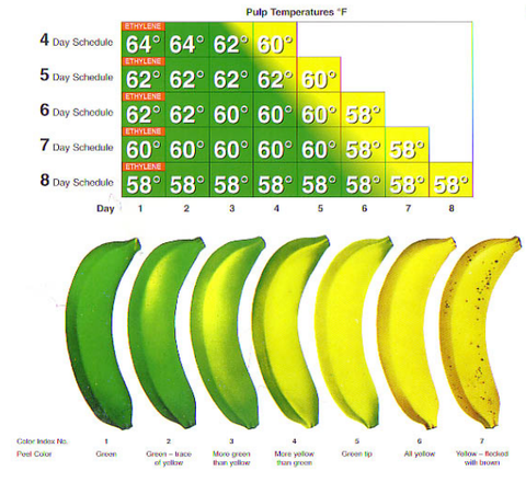 Banana ripening guide: pulp-temperature schedule grid above seven color stages from green to yellow